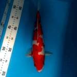 Sanke female 33cm