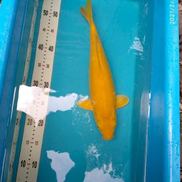 Karashi 40cm