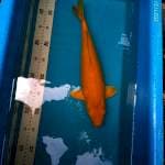 Karashi 40cm