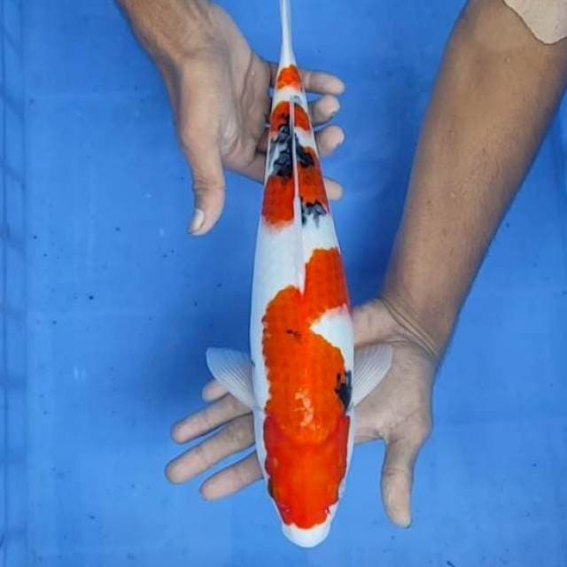 Sanke 37cm