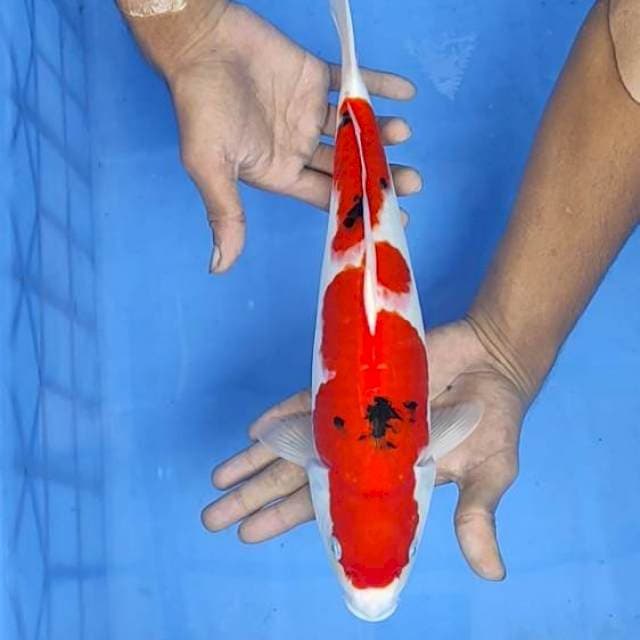 Sanke 35cm