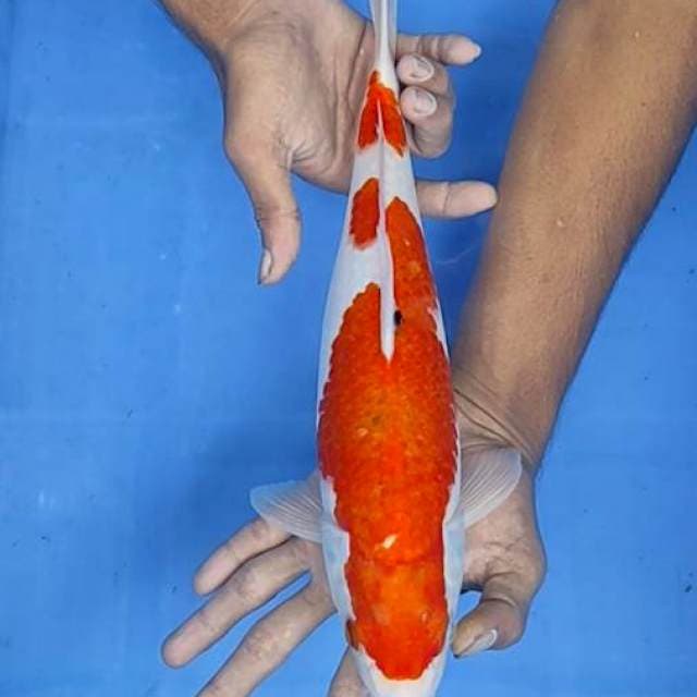 Sanke 35cm