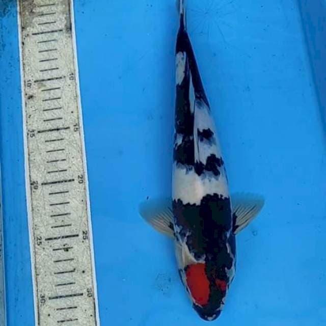 Tanco Showa 31cm