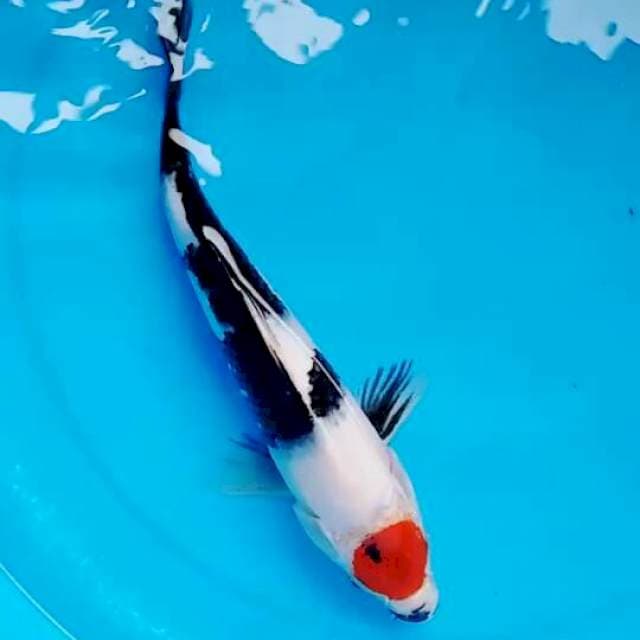Tcho showa26cm