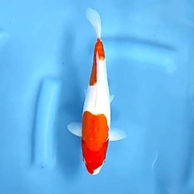 DOITSU # 26CM