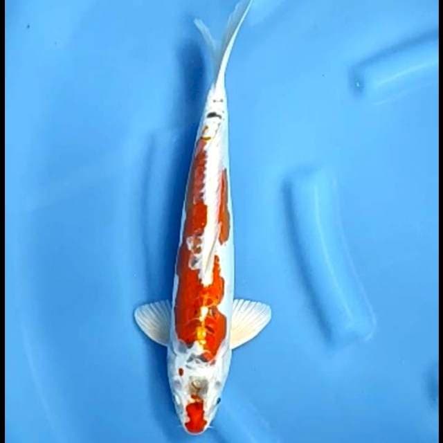 DOITSU KUJAKU # 37CM JANTAN