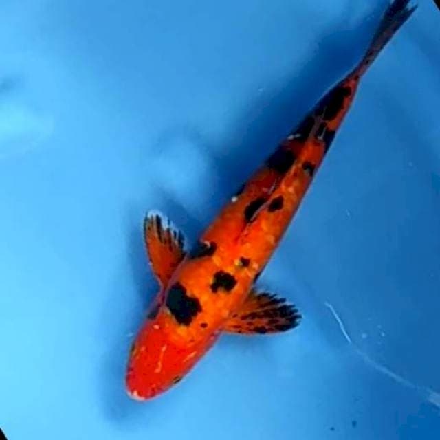 AKA BEKKO # 29CM JANTAN