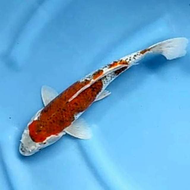 GOSHIKI GOROMO # 32CM