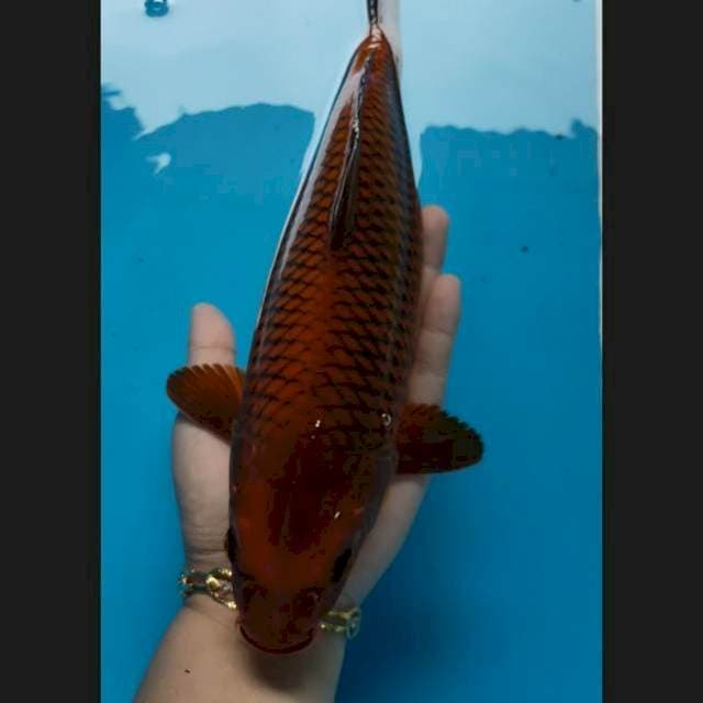 Tembaga bulky 32 cm