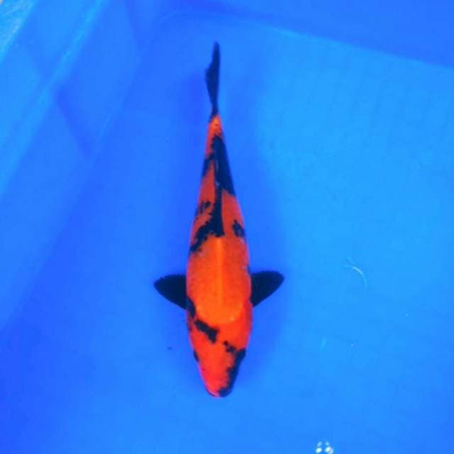 Hiutsuri merah 25cm