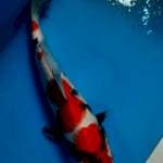 Showa 26cm