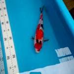 Showa 30cm