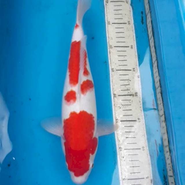 Kohaku 36 cm