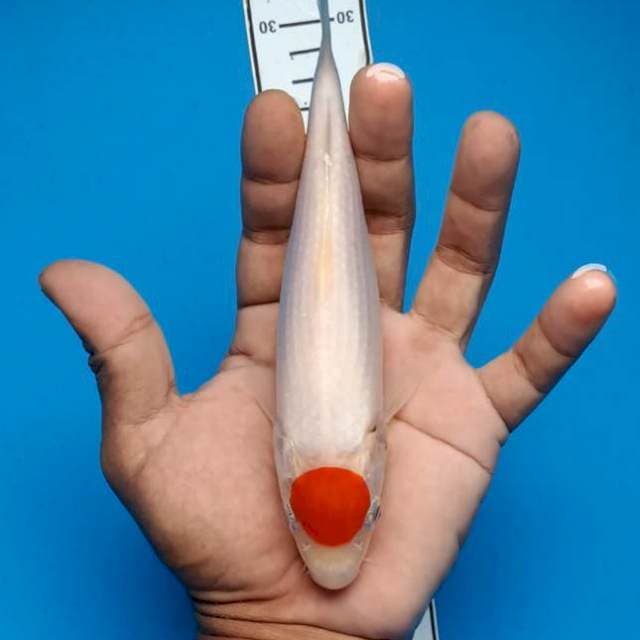 Tanco 19cm