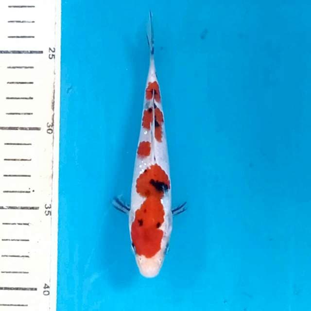 Sanke, 16 cm