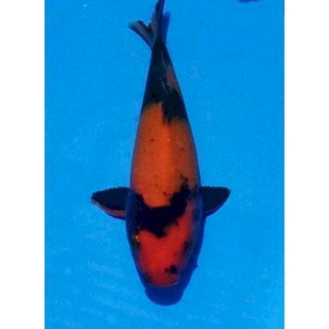 HQ Hi Utsuri, Tembus Perut 28cm (F)