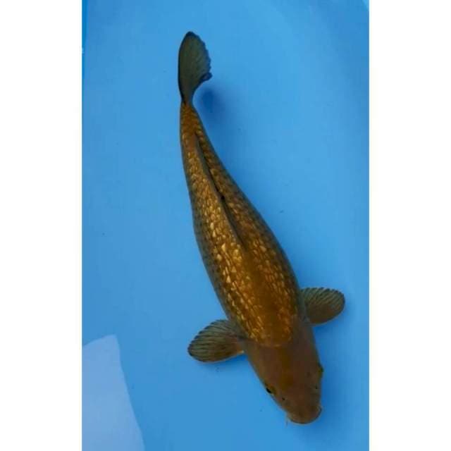 Gindrin midori JUMBO, 42cm