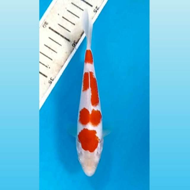 Kohaku, 17 cm