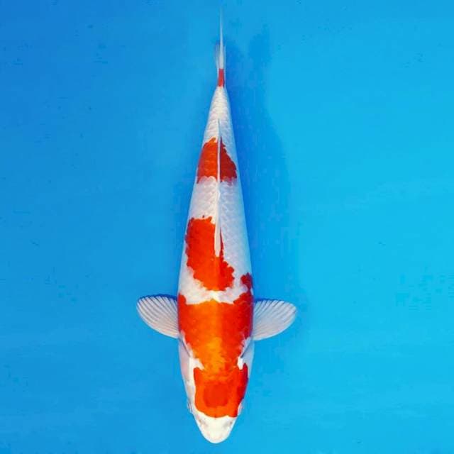 MARMORATA 3 - Kohaku Hikari ™