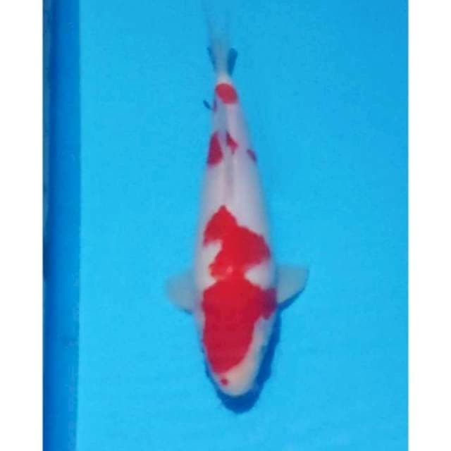 HQ Kohaku 3step Original 27 (F)