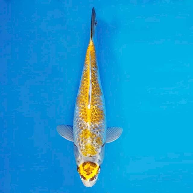 MARMORATA 4 - Maruten Kin GinRin ™