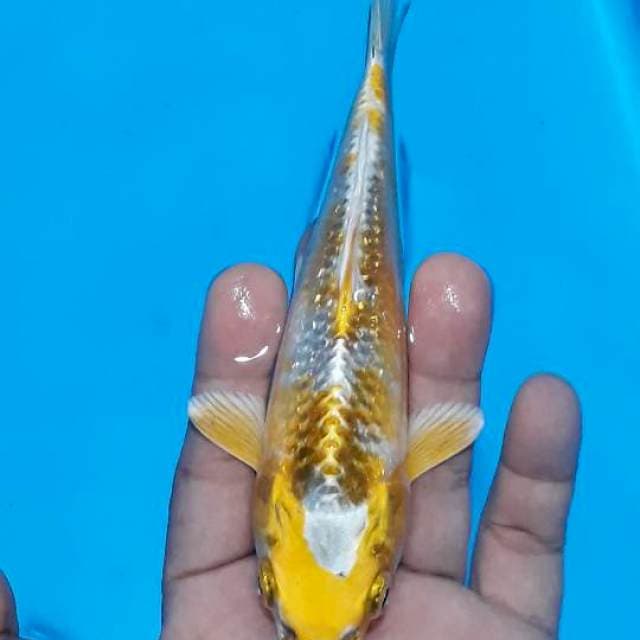 Hari 19