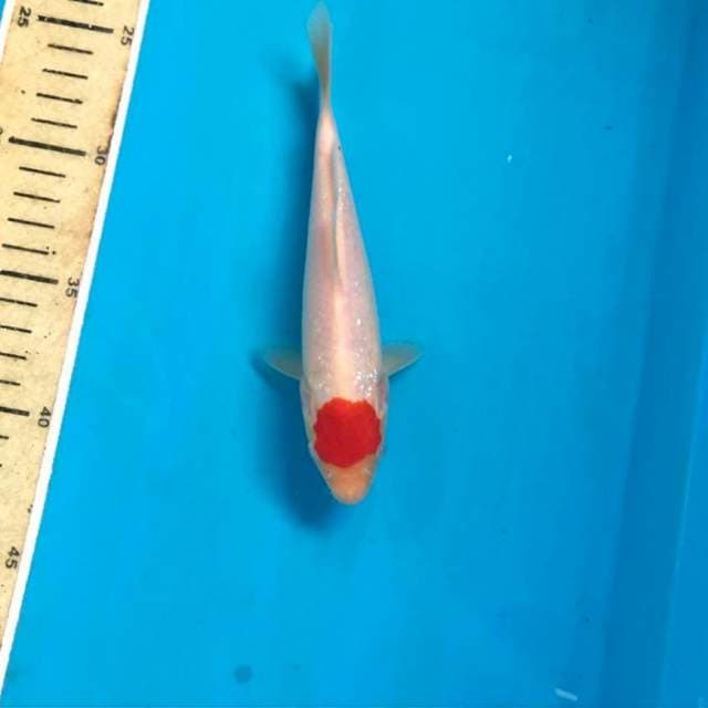 Tancho Kohaku, 18 cm