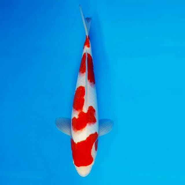 MARMORATA 7 - Kohaku ™