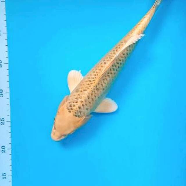 Kin Matsuba 31cm