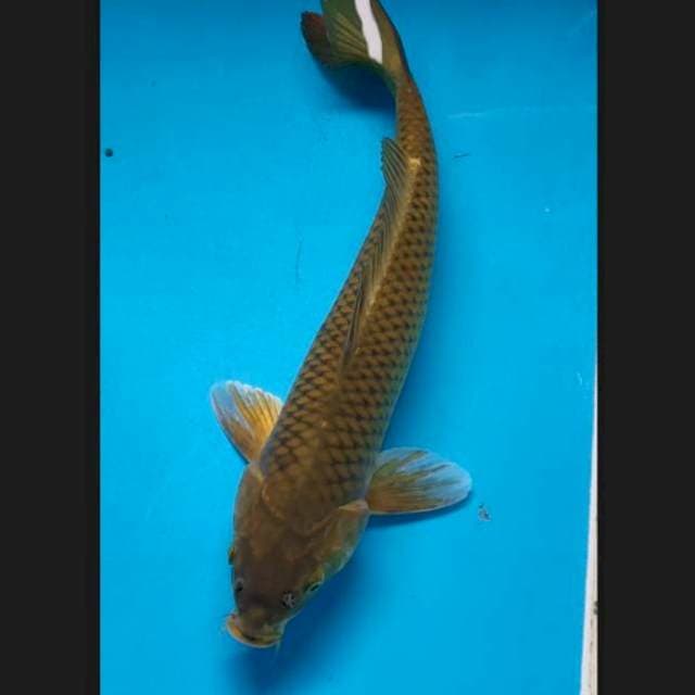 Chagoi midori 41 cm