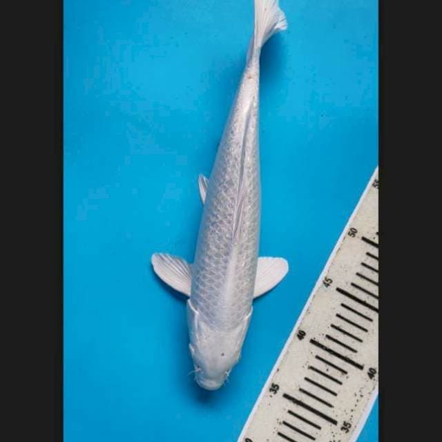 Platinum 35 cm