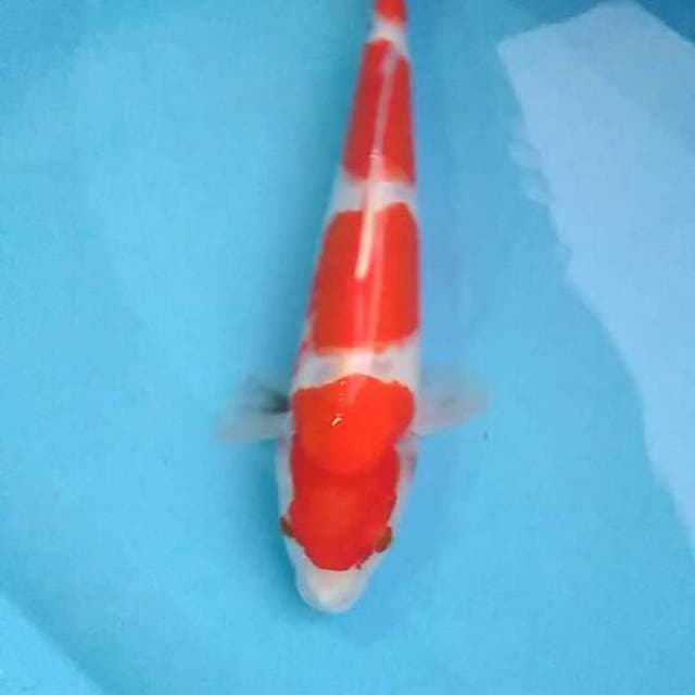 Showa 37cm