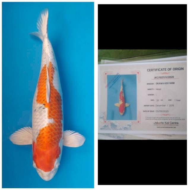 Okawa Jumbo Female Sanke metalik