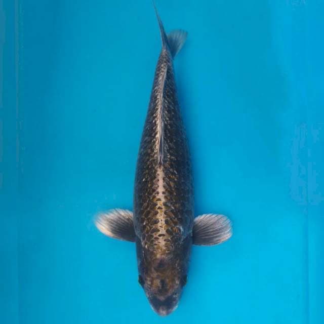 Okawa Jumbo Female Hikari kawarimono
