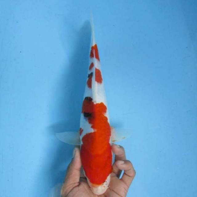 Thaiso sansoku