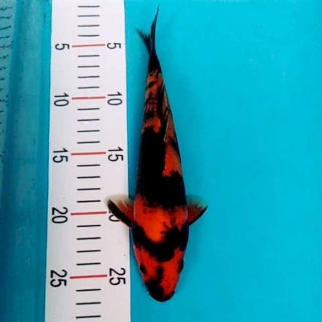 Hiutsuri 23cm
