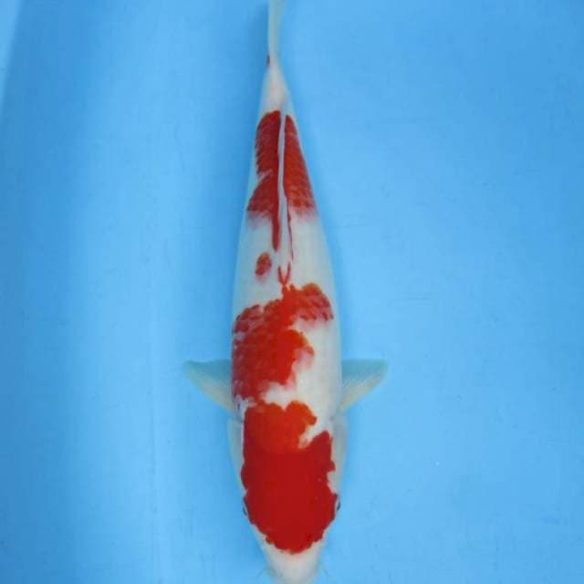 Super kohaku
