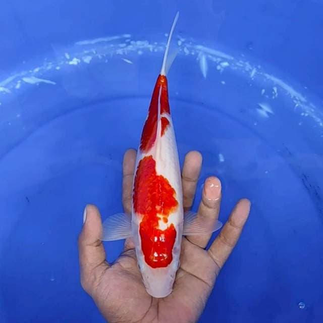 3. Kohaku || 27 cm
