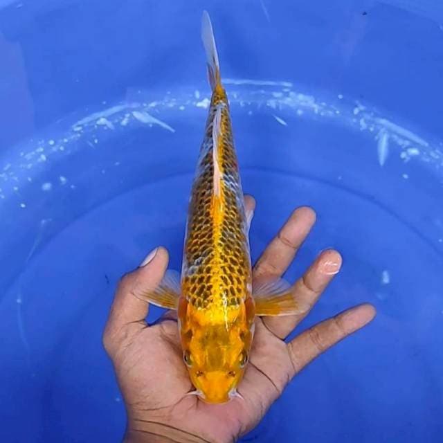 4. Kujaku || 28 cm