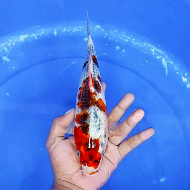 6. Ghosiki || 27 cm