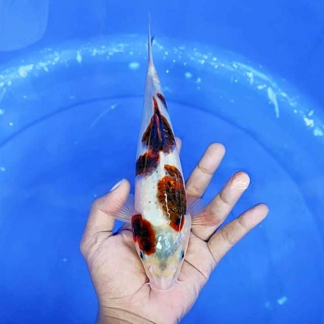 8. Goromo || 27 cm