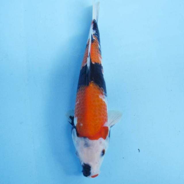 Showa sansoku