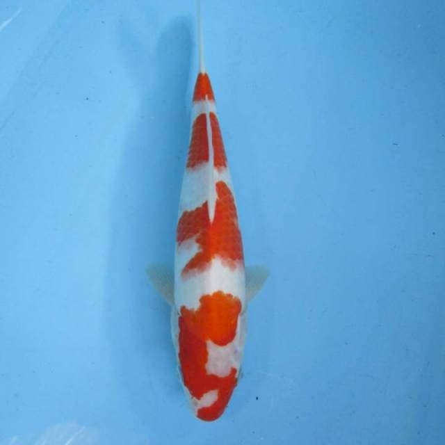 Super kohaku