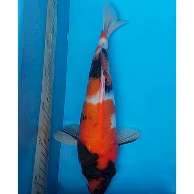 Showa Sanshoku 3step Original 30cm (F)