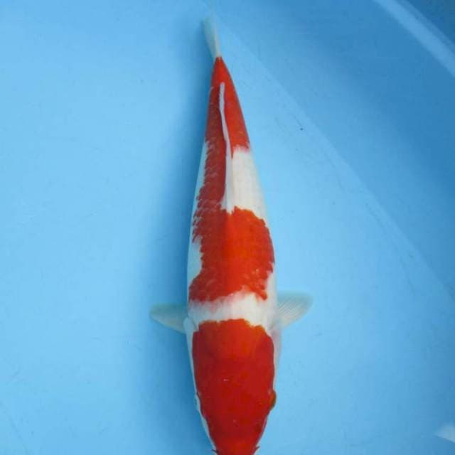 Super kohaku