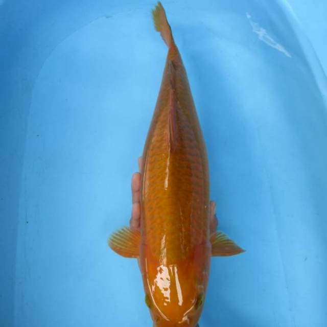 Tembaga