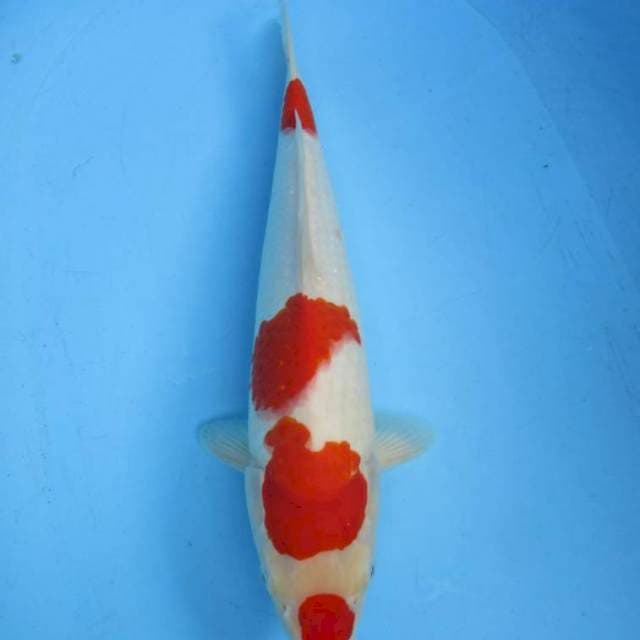 Super kohaku jumbo