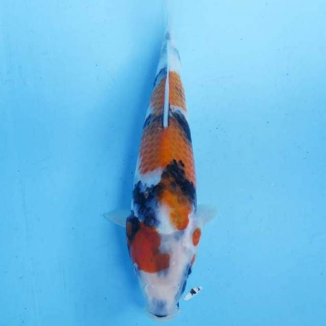 Showa sansoku