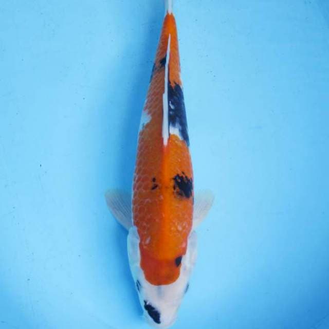Showa sansoku