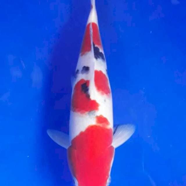 Sanke 30cm